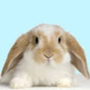 Meet your Posher, Lucy